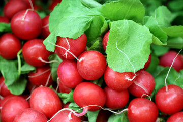 Red radish with leaves in the market. Bunch of fresh vegetables