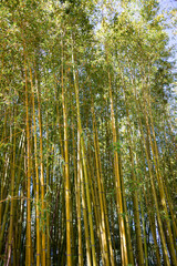 Bamboo forest with green plants in Japan