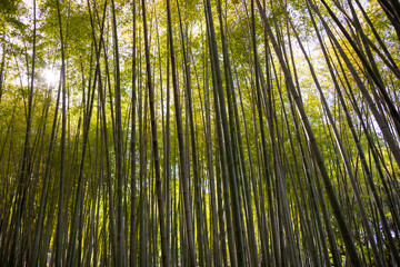 Bamboo forest with green plants in Japan