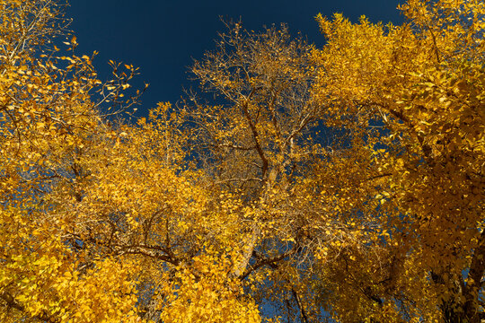 Cottonwood Trees In The Fall;  Ft Collins, Colorado