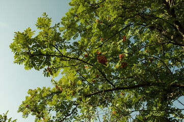 Lush green tree crown with rowan berries bottom view
