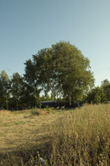 Rustic summer landscape with a large birch tree and a house with benches in the distance