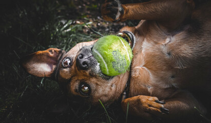 a fantastic brown dog playing with a ball