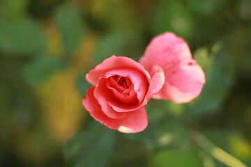 Fototapeta premium pink rose