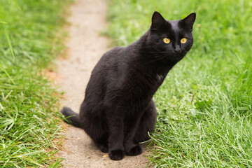 Naklejka na ściany i meble Cute beautiful surprised bombay black cat with big yellow eyes, attentive look and long neck close up in grass in nature