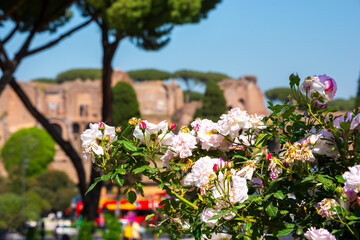 Obraz premium Beautiful roses blooming in a garden in Rome, Italy