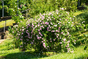 Beautiful roses blooming in a garden in spring