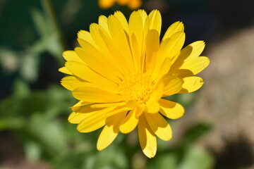 Calendula Flower
