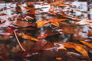 autumn leaves on the water rain