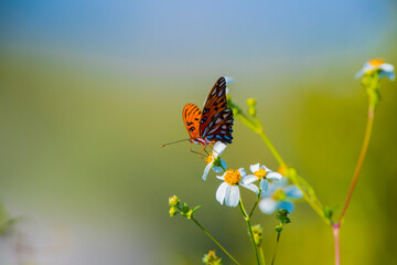 butterfly on a flower