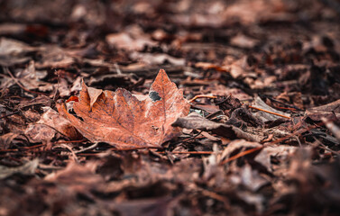 autumn leaves on the ground