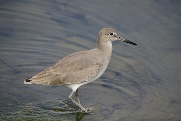 An Eastern Willet in the San Diego River