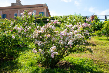 Beautiful roses blooming in a garden in spring