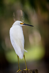 great white heron