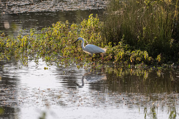 White Little Tufted Egret Looking for its Preys in a Pond