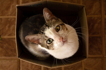 Um gato sentado dentro de uma caixa de papelão olhando diretamente pra câmera.