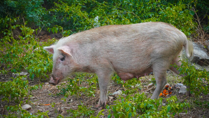 a white pig in forest HD image