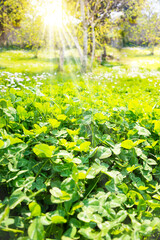 Lush green leaves in a garden in spring