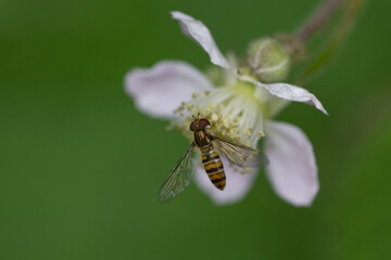 Hainschwebfliege (Episyrphus balteatus