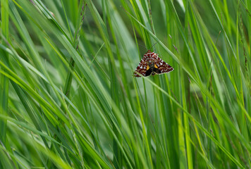Heidekraut-Bunteule (Anarta myrtilli)