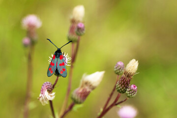 Sechsfleck-Widderchen (Zygaena filipendulae)