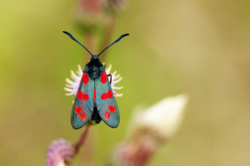 Sechsfleck-Widderchen (Zygaena filipendulae)