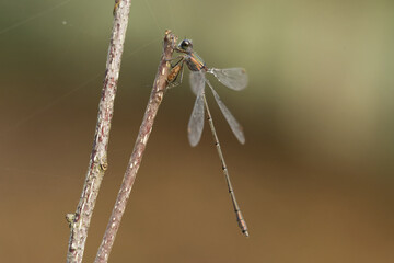 Westliche Weidenjungfer (Chalcolestes viridis)