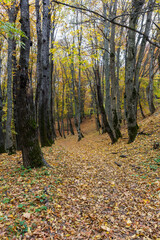 Naklejka premium Morning in the autumn forest, trees without foliage, against the background of a yellow carpet of autumn leaf fall, close-up.