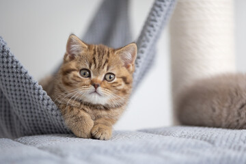 Fototapeta na wymiar Edel Britisch Kurzhaar Katze Kitten Odd eyed cinnamon