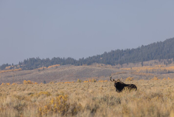Bull Shiras Moose in Wyoming in Autumn