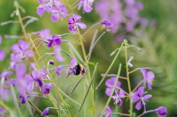 Close-up of blooming м in summer. Bumblebees.