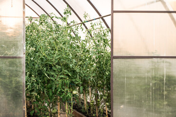 Tomatoes growing in a greenhouse. Kitchen garden.