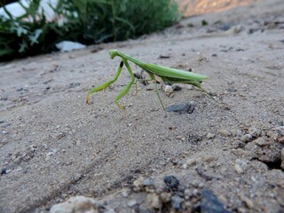The common praying mantis is a green predatory insect wandering through the sand.