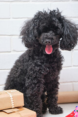 The small black puppy of a poodle with New Year's gifts