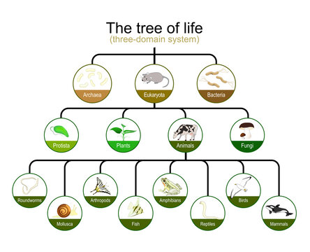classification of tree of life. three-domain system. Phylogenetic and symbiogenetic