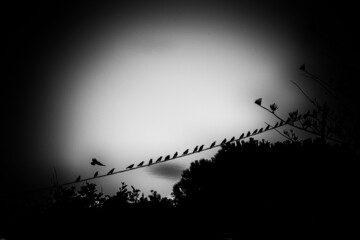 Birds in line