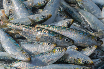 Frisch gefangene Sardinen