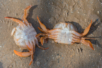 Krabben auf dem Rücken liegend