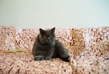 cat sitting on a chair like humen