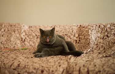 cat on the couch tongue out funny