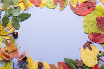 Naklejka na ściany i meble Autumn composition on a bright light background. Colored leaves. Autumn.