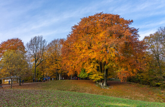 autumn trees in the park