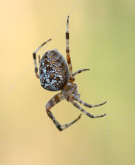 European garden spider, araneus diadematus, weaves a web