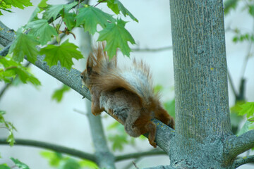 Squirrel sleeping clinging with all its paws to a branch of tree hiding from a wind