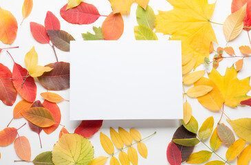 Autumn composition on a white, light background. Colored leaves. Autumn. Mockup for text.