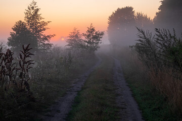 sunrise in the forest