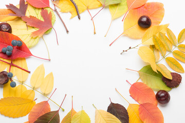 Autumn composition on a white, light background. Colored leaves. Autumn.