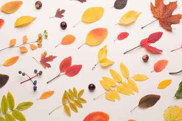 Autumn composition on a white, light background. Colored leaves. Autumn.