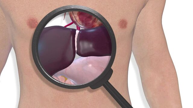 Liver, internal organs 3D render, anatomy of the human body, white background with luma matte for transparency.
