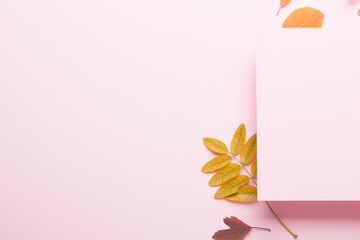 Autumn composition on a bright pink light background. Colored leaves. Autumn. Mockup for text.